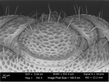 Media type: image;   Invertebrate Zoology 162243 Aspect: male anal plate